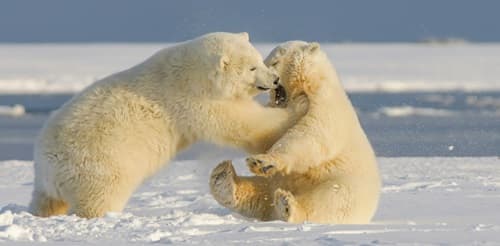 Young polar bears, northern Alaska, by Hans-Jurgen Mager, https://unsplash.com/photos/polar-bear-on-snow-covered-ground-during-daytime-k4ov7ulBn20