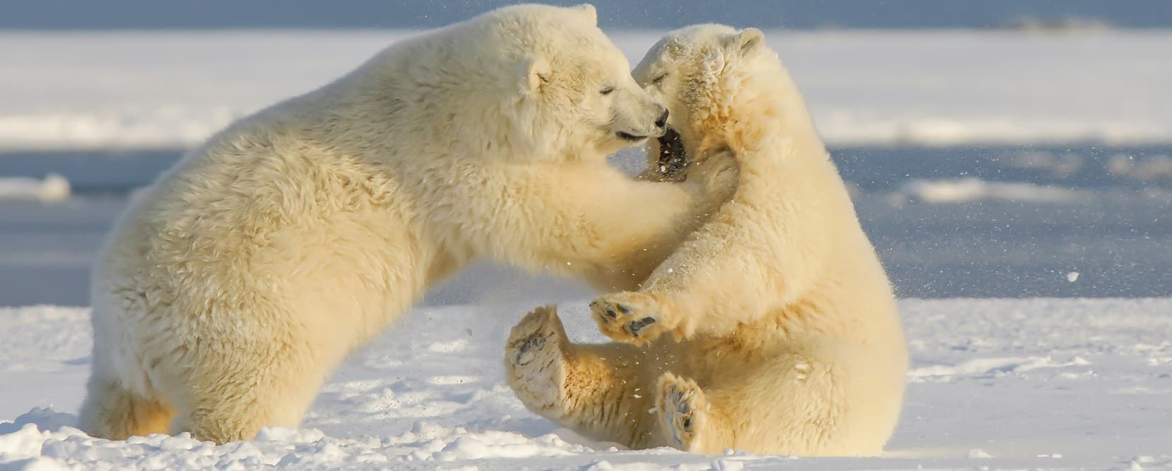 Young polar bears, northern Alaska, by Hans-Jurgen Mager, https://unsplash.com/photos/polar-bear-on-snow-covered-ground-during-daytime-k4ov7ulBn20