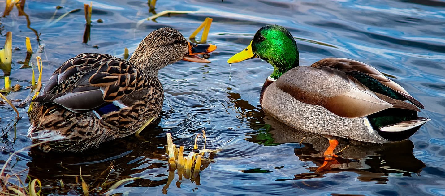 Photo by <a href="https://unsplash.com/@rthiemann?utm_content=creditCopyText&utm_medium=referral&utm_source=unsplash">Robert Thiemann</a> on <a href="https://unsplash.com/photos/brown-and-green-mallard-duck-on-water--ZSnI9gSX1Y?utm_content=creditCopyText&utm_medium=referral&utm_source=unsplash">Unsplash</a>