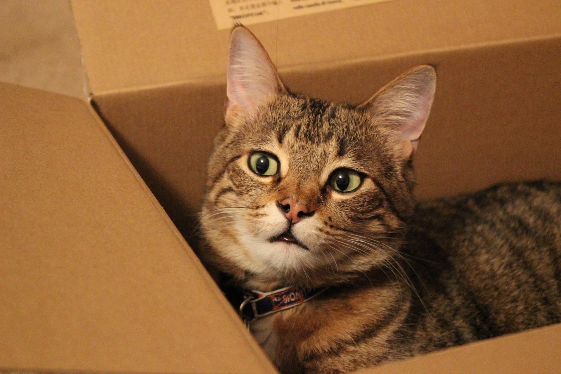 A tabby cat in a carton box, with a slightly surprised look on its face. Photograph by kaylaflam, https://pixabay.com/photos/cat-feline-animal-kitty-box-5453535/.